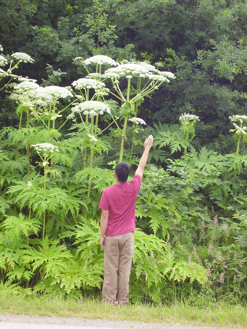 Illustration for article titled This Creepy Invasive Plant Is Wreaking Havoc In North America